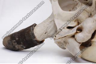 Photo Textures of Skull Antler